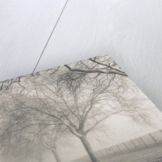 Pathway through trees by Assaf Frank